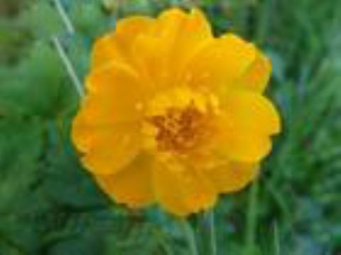 Trollius Chinensis P.E. 